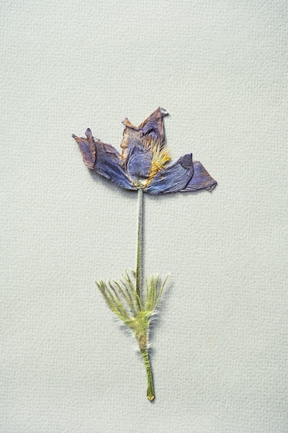 Haftowany motyw roślinny